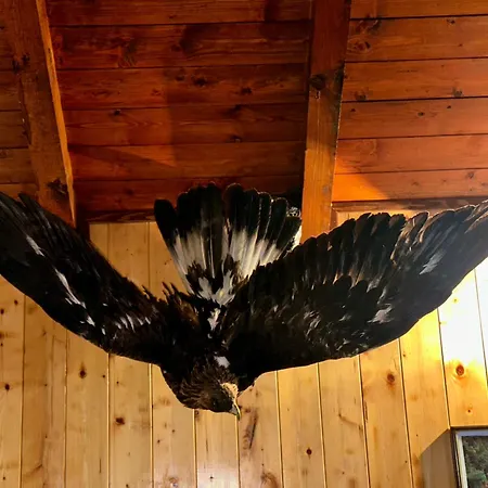 House Eagle * Bihać